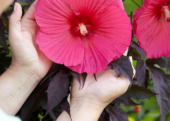 Ibišek bahenní 'Carousel Pink Passion' - Hibiscus moscheutos 'Carousel Pink Passion'