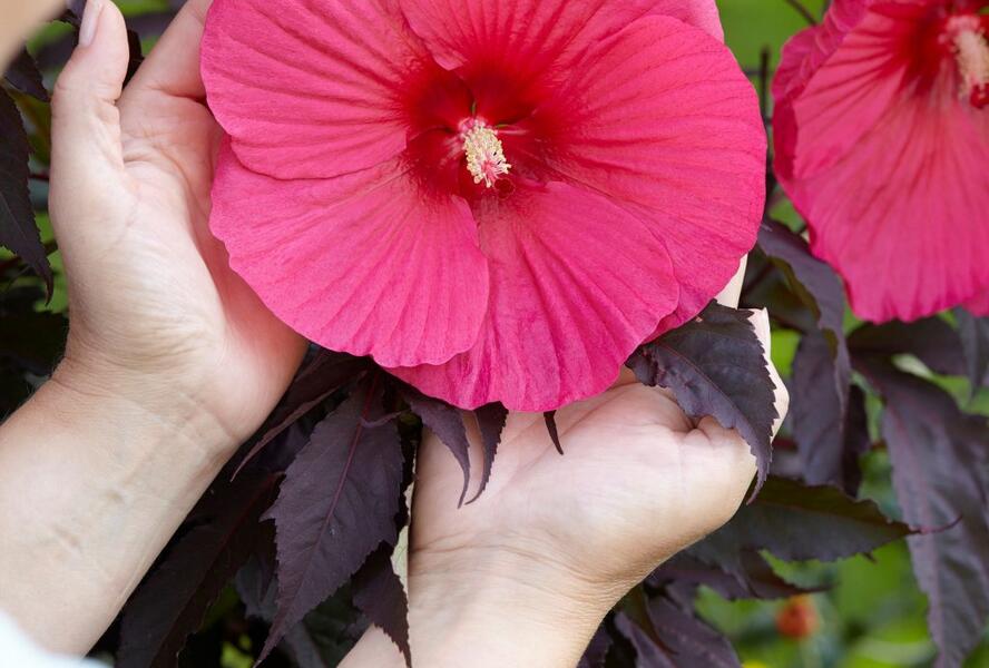 Ibišek bahenní 'Carousel Pink Passion' - Hibiscus moscheutos 'Carousel Pink Passion'
