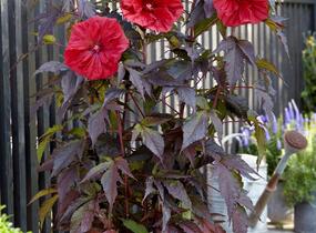 Ibišek bahenní 'Carousel Red Wine' - Hibiscus moscheutos 'Carousel Red Wine'