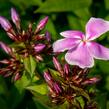 Plamenka latnatá 'Franz Schubert' - Phlox paniculata 'Franz Schubert'