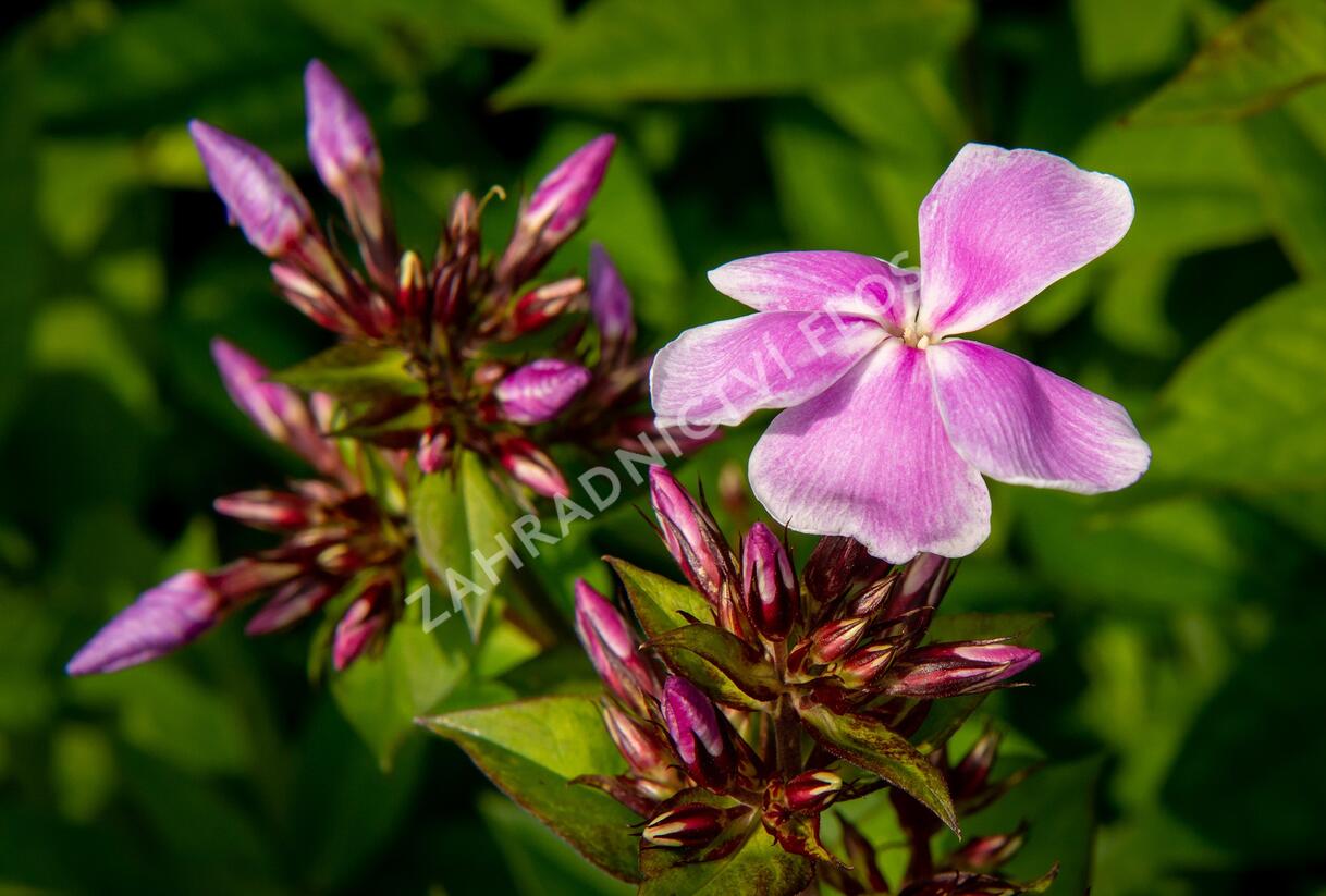 Plamenka latnatá 'Franz Schubert' - Phlox paniculata 'Franz Schubert'