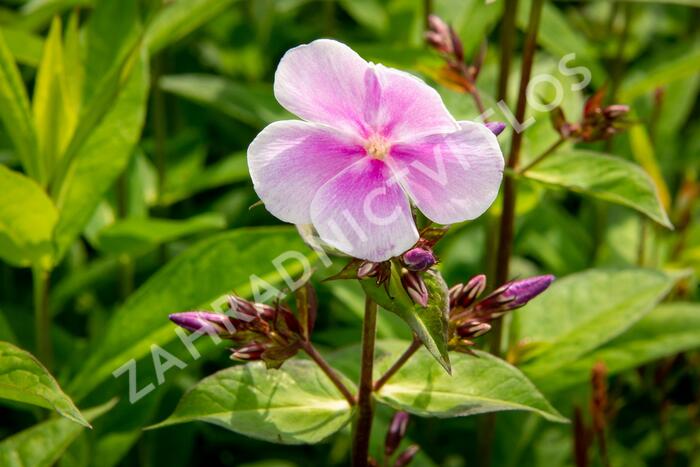 Plamenka latnatá 'Franz Schubert' - Phlox paniculata 'Franz Schubert'
