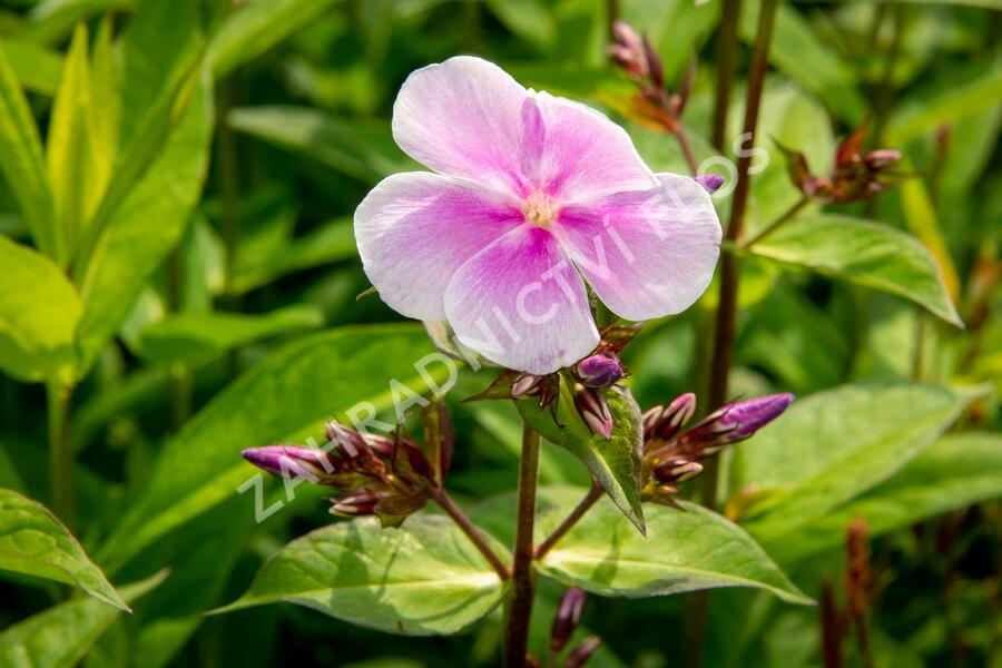 Plamenka latnatá 'Franz Schubert' - Phlox paniculata 'Franz Schubert'