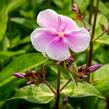 Plamenka latnatá 'Franz Schubert' - Phlox paniculata 'Franz Schubert'