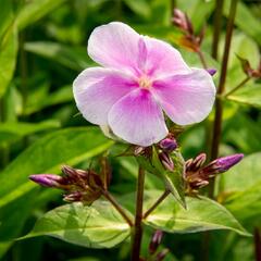 Plamenka latnatá 'Franz Schubert' - Phlox paniculata 'Franz Schubert'