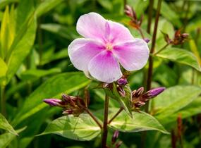 Plamenka latnatá 'Franz Schubert' - Phlox paniculata 'Franz Schubert'