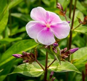 Plamenka latnatá 'Franz Schubert' - Phlox paniculata 'Franz Schubert'