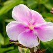 Plamenka latnatá 'Franz Schubert' - Phlox paniculata 'Franz Schubert'