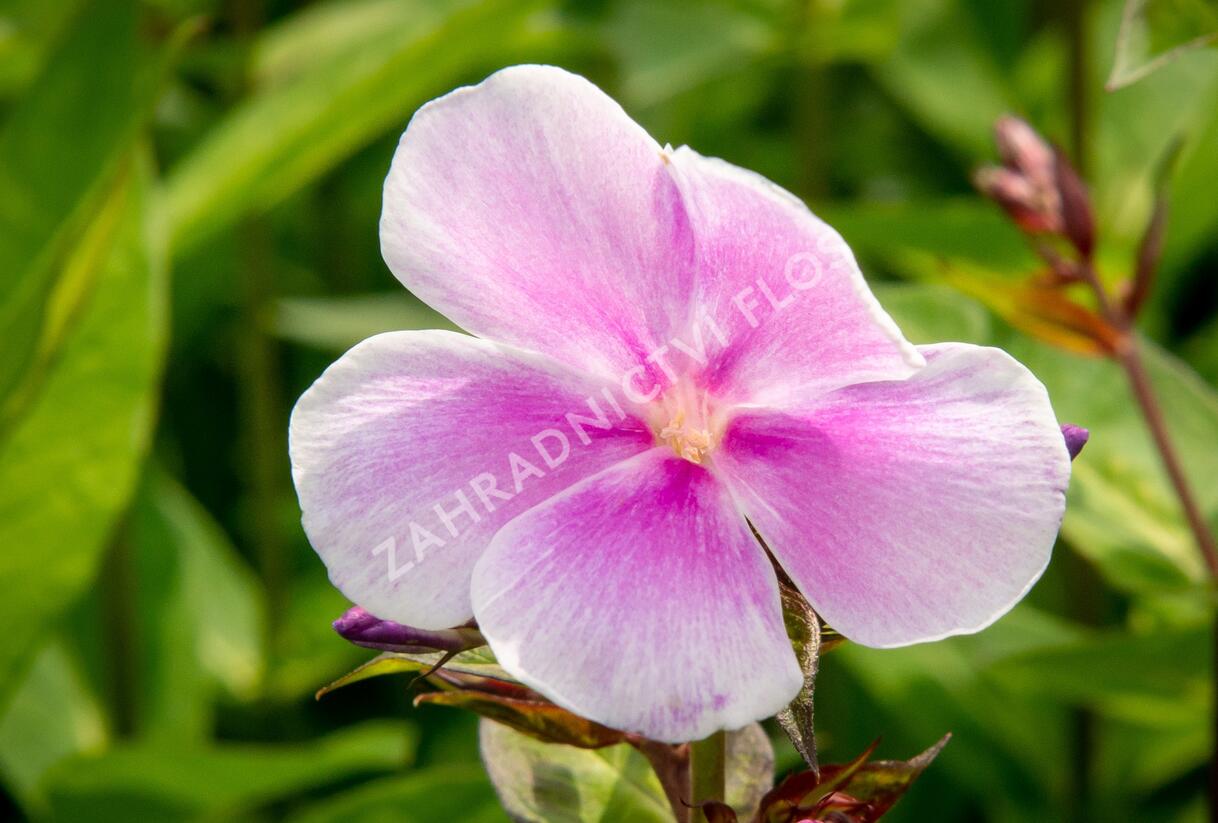 Plamenka latnatá 'Franz Schubert' - Phlox paniculata 'Franz Schubert'
