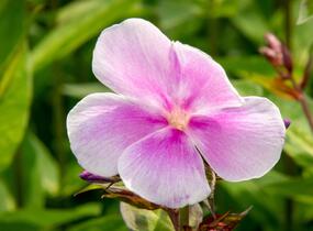 Plamenka latnatá 'Franz Schubert' - Phlox paniculata 'Franz Schubert'