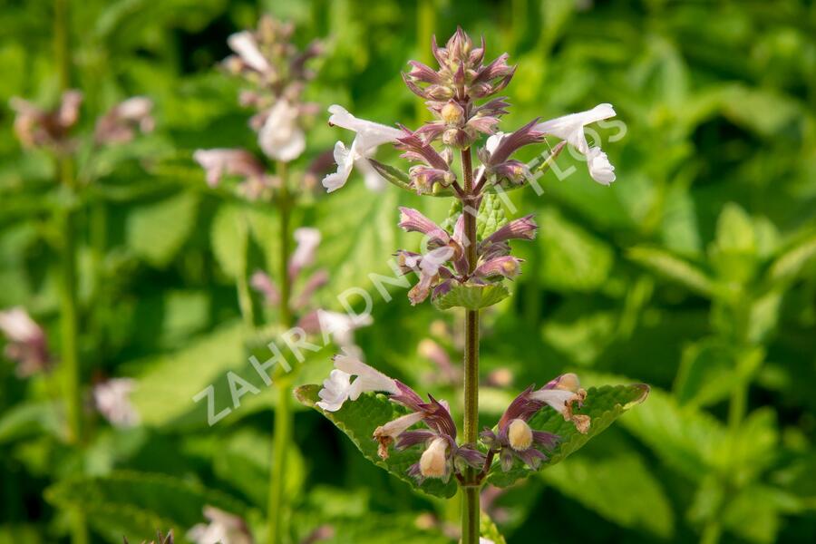 Šanta velkokvětá 'Florina' - Nepeta grandiflora 'Florina'