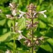 Šanta 'Florina' - Nepeta 'Florina'