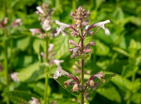 Šanta velkokvětá 'Florina' - Nepeta grandiflora 'Florina'
