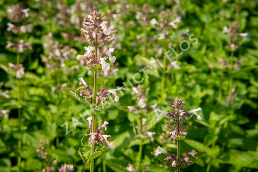 Šanta velkokvětá 'Florina' - Nepeta grandiflora 'Florina'
