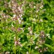 Šanta 'Florina' - Nepeta 'Florina'