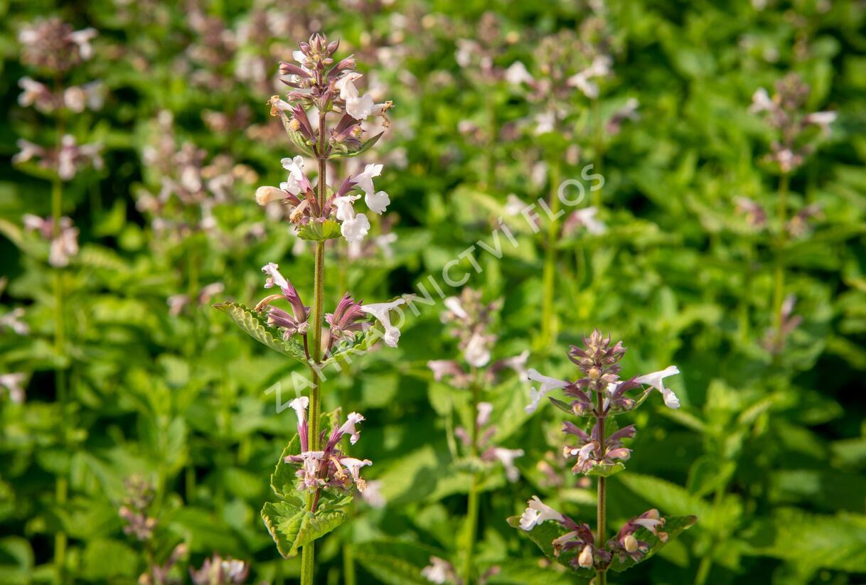 Šanta velkokvětá 'Florina' - Nepeta grandiflora 'Florina'
