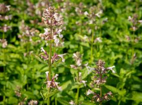 Šanta velkokvětá 'Florina' - Nepeta grandiflora 'Florina'