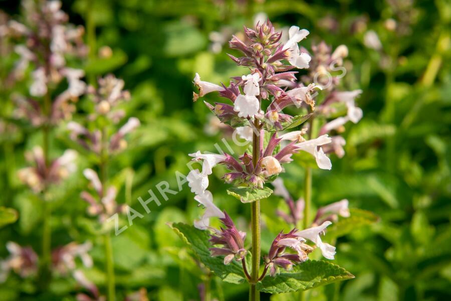 Šanta velkokvětá 'Florina' - Nepeta grandiflora 'Florina'