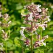 Šanta 'Florina' - Nepeta 'Florina'