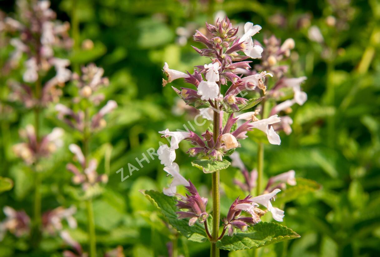Šanta velkokvětá 'Florina' - Nepeta grandiflora 'Florina'