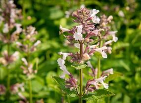 Šanta velkokvětá 'Florina' - Nepeta grandiflora 'Florina'
