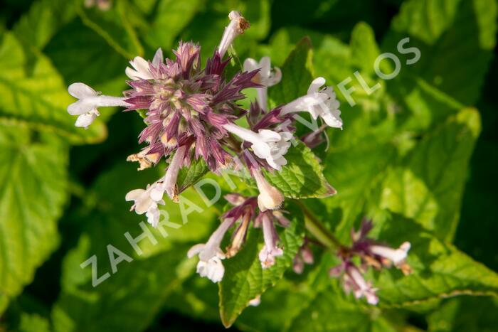 Šanta 'Florina' - Nepeta 'Florina'