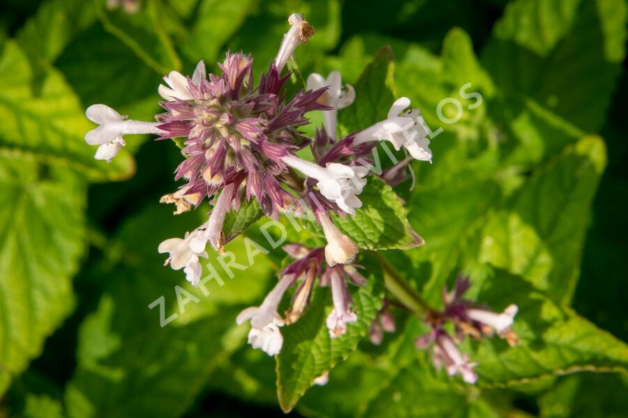 Šanta velkokvětá 'Florina' - Nepeta grandiflora 'Florina'