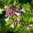 Šanta 'Florina' - Nepeta 'Florina'