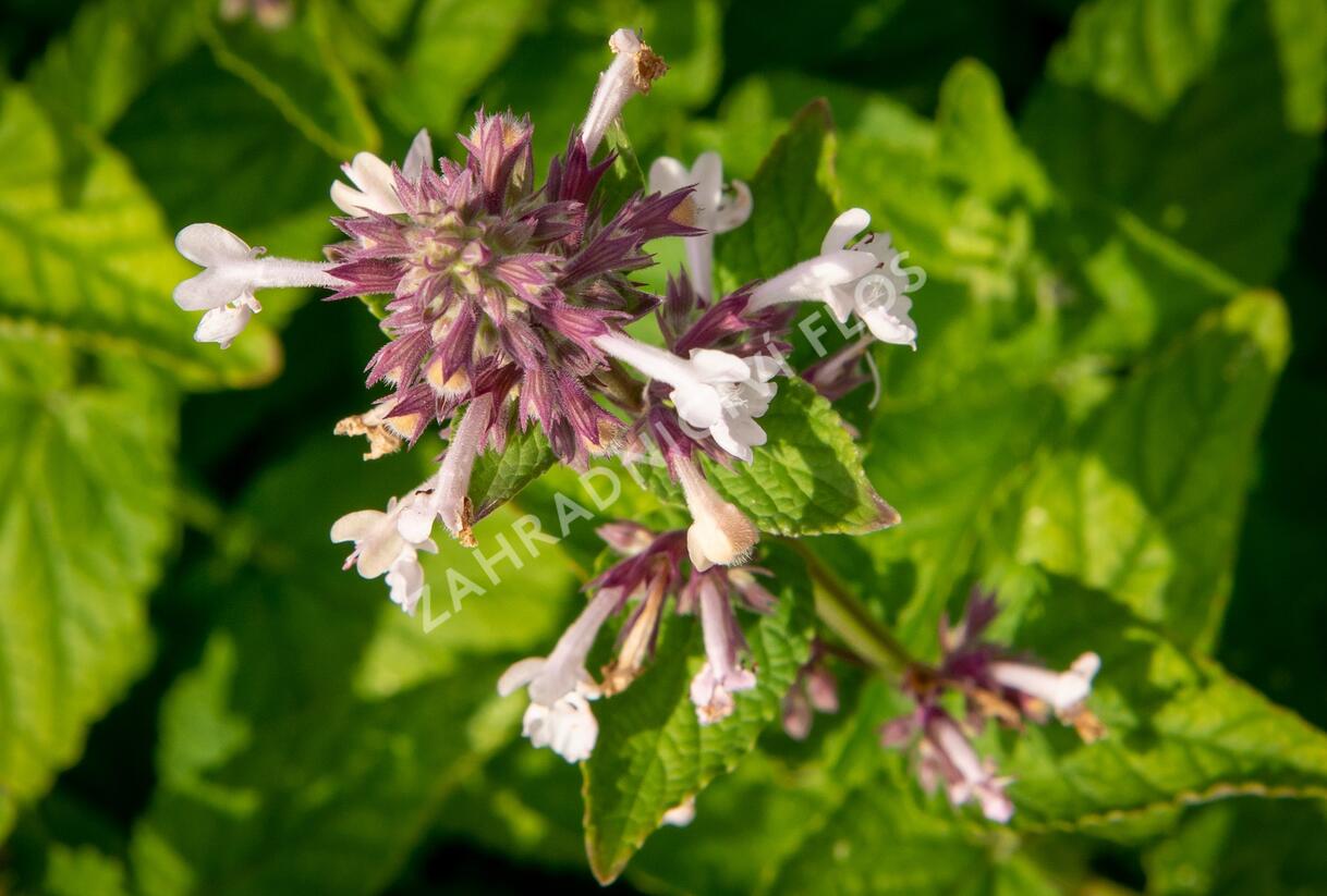 Šanta velkokvětá 'Florina' - Nepeta grandiflora 'Florina'