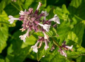 Šanta velkokvětá 'Florina' - Nepeta grandiflora 'Florina'