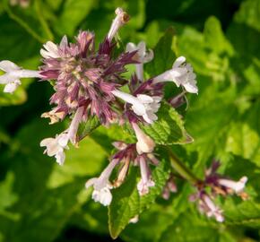 Šanta 'Florina' - Nepeta 'Florina'