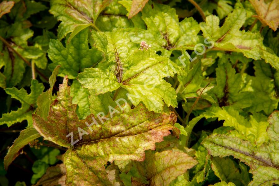 Dlužela 'Kimono' - Heucherella hybrida 'Kimono'