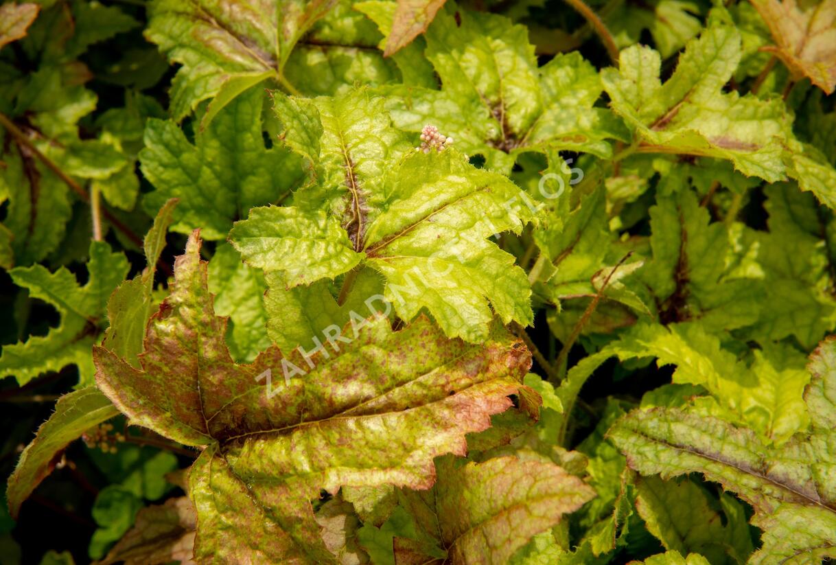 Dlužela 'Kimono' - Heucherella hybrida 'Kimono'