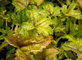 Dlužela 'Kimono' - Heucherella hybrida 'Kimono'