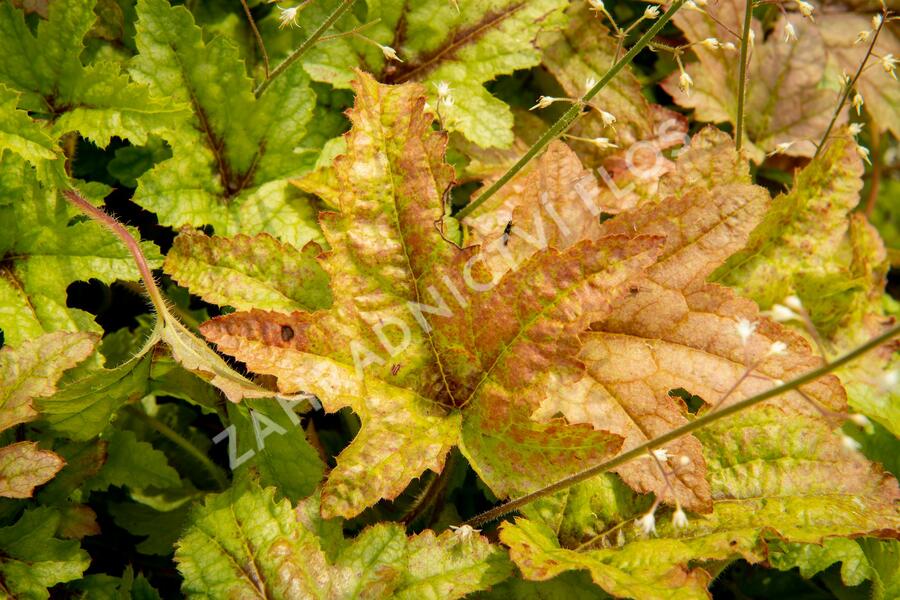 Dlužela 'Kimono' - Heucherella hybrida 'Kimono'
