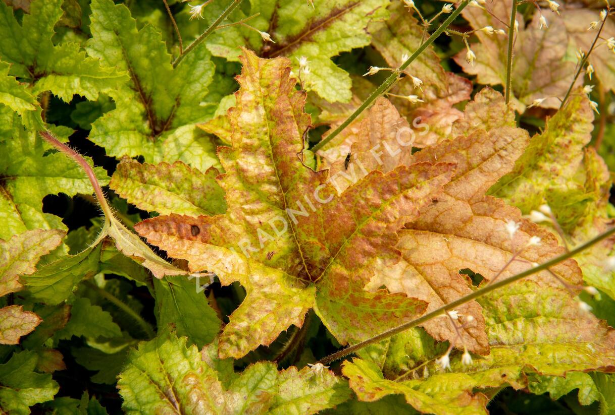 Dlužela 'Kimono' - Heucherella hybrida 'Kimono'