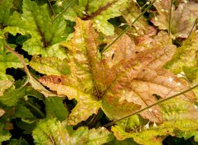 Dlužela 'Kimono' - Heucherella hybrida 'Kimono'