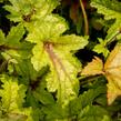 Dlužela 'Kimono' - Heucherella hybrida 'Kimono'