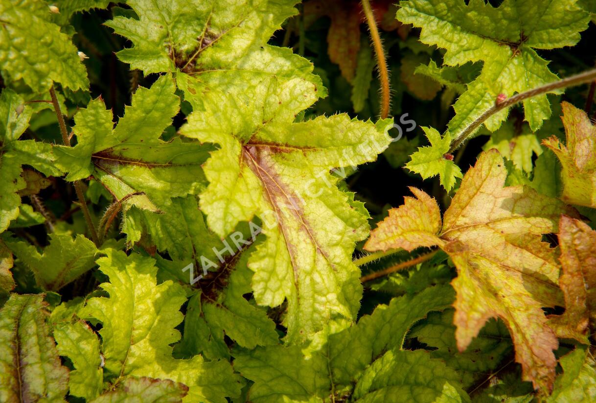 Dlužela 'Kimono' - Heucherella hybrida 'Kimono'