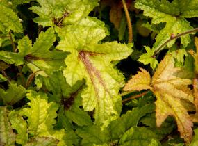 Dlužela 'Kimono' - Heucherella hybrida 'Kimono'