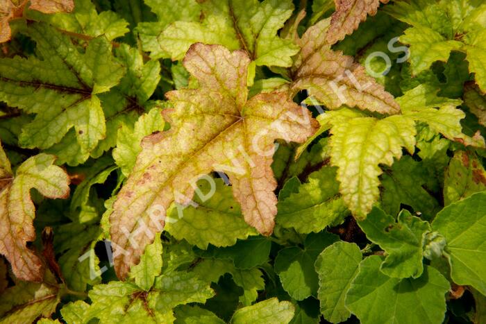 Dlužela 'Kimono' - Heucherella hybrida 'Kimono'
