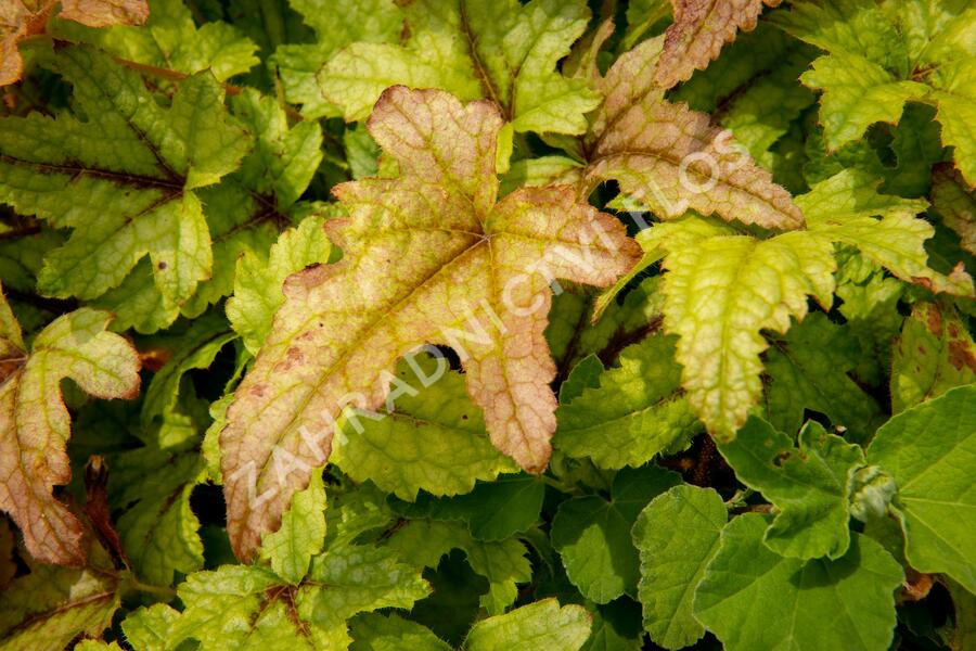 Dlužela 'Kimono' - Heucherella hybrida 'Kimono'