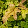 Dlužela 'Kimono' - Heucherella hybrida 'Kimono'