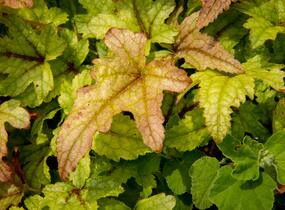 Dlužela 'Kimono' - Heucherella hybrida 'Kimono'