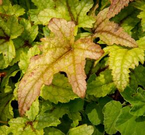 Dlužela 'Kimono' - Heucherella hybrida 'Kimono'