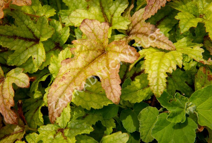 Dlužela 'Kimono' - Heucherella hybrida 'Kimono'