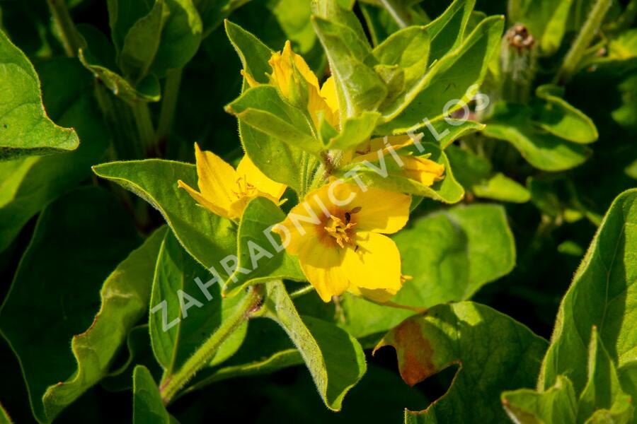 Vrbina tečkovaná 'Senior' - Lysimachia punctata 'Senior'