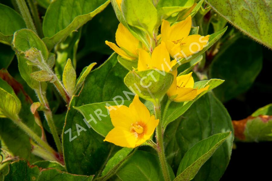 Vrbina tečkovaná 'Senior' - Lysimachia punctata 'Senior'