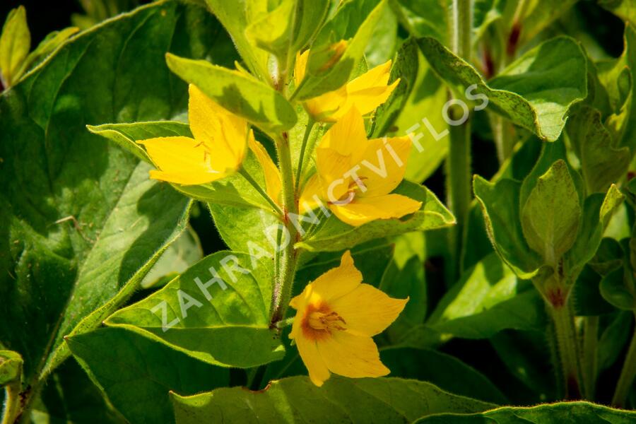 Vrbina tečkovaná 'Senior' - Lysimachia punctata 'Senior'