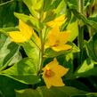 Vrbina tečkovaná 'Senior' - Lysimachia punctata 'Senior'